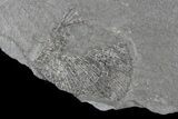 Fern (Neuropteris) Fossil & Bivalve - Kinney Quarry, NM #80421-2